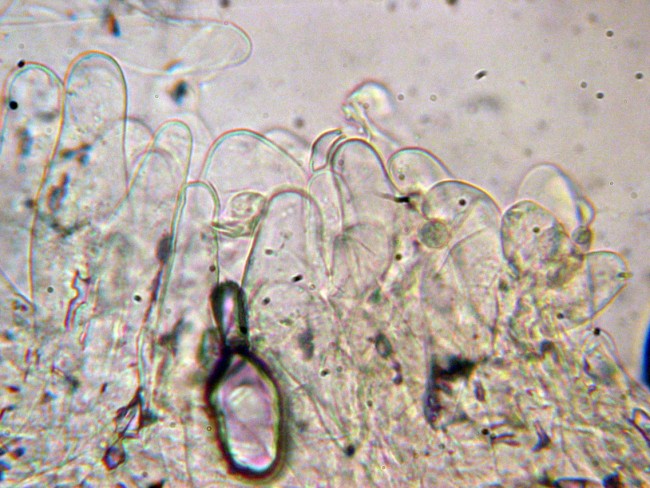 Pluteus secc. Hispidoderma (cfr. P. semibulbosus)